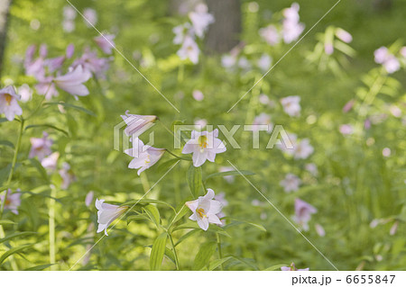 ヒメサユリ 6655847