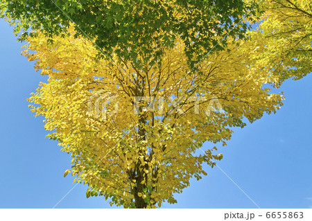 カツラの紅葉 カツラの紅葉 6655863