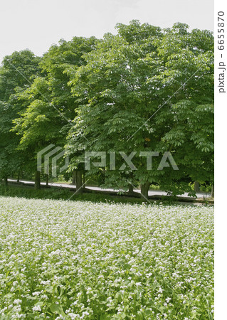 そばの花 そばの花 6655870