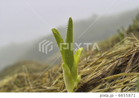 芽 6655871
