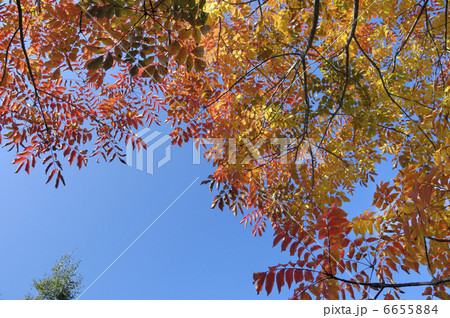 ウルシの紅葉 6655884