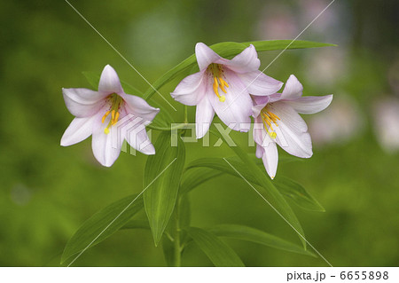 ヒメサユリ 6655898