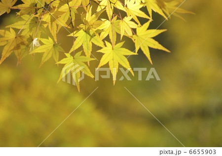 カエデ カエデ 6655903