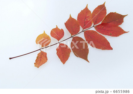 紅葉の葉 6655986