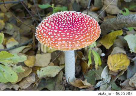 キノコ キノコ 6655987