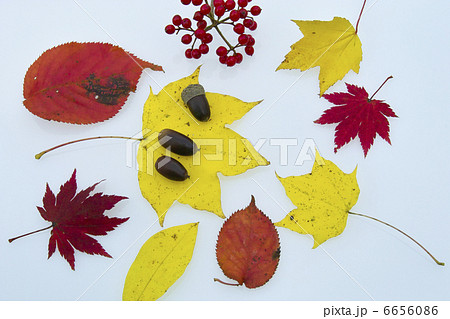 紅葉の葉 6656086