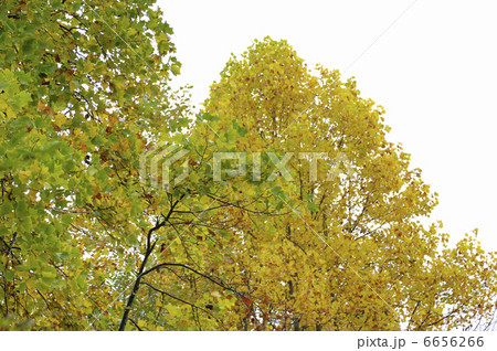 ユリの木 6656266