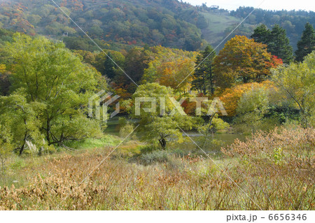 紅葉 紅葉 6656346