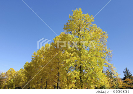 ユリノキ 6656355