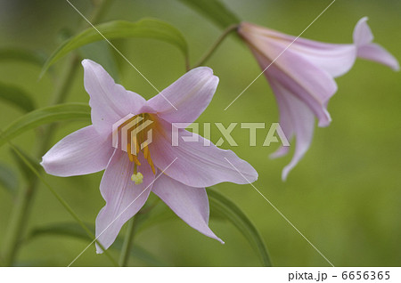 ヒメサユリ 6656365