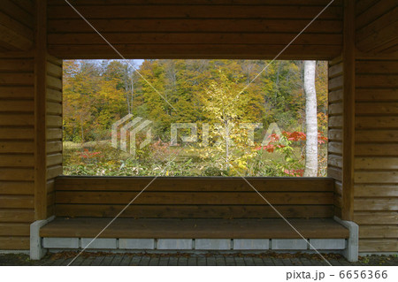 あづま屋から見える紅葉 6656366