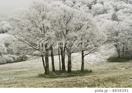 霧氷 霧氷 6656391