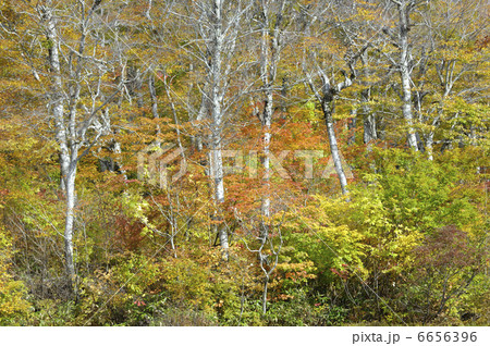 ブナ林 6656396