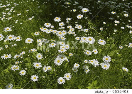 除虫菊 除虫菊 6656403