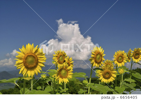 ヒマワリ 6656405