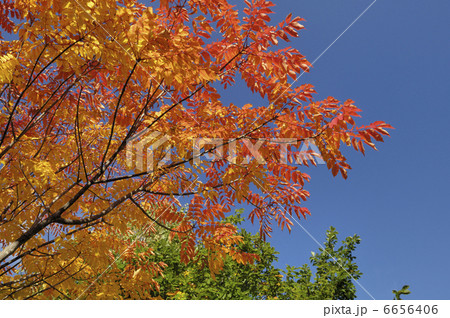 ウルシの紅葉 6656406