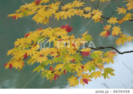 カエデの紅葉 6656498