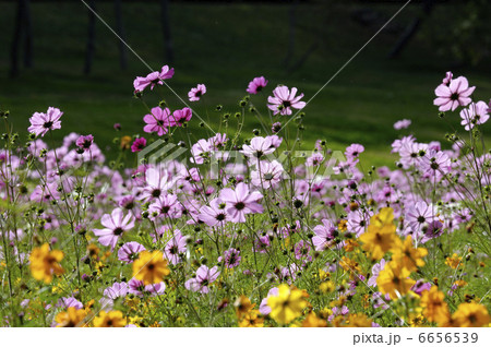 コスモス 6656539