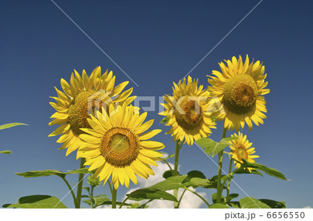 ヒマワリ 6656550