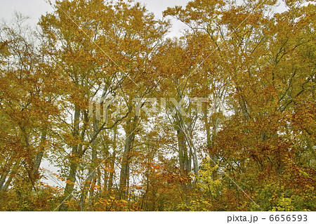 ブナ林 6656593
