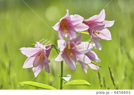 ヒメサユリ 6656603