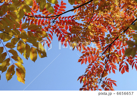 ウルシの紅葉 6656657