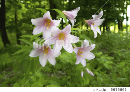 ヒメサユリ ヒメサユリ 6656661