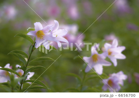 ヒメサユリ ヒメサユリ 6656700