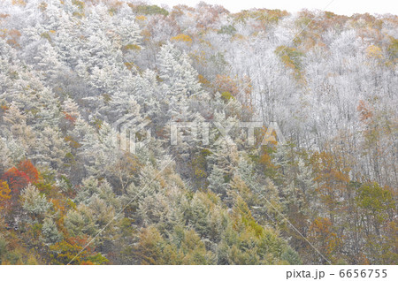 霧氷と紅葉 6656755