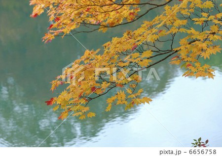 カエデの紅葉 6656758