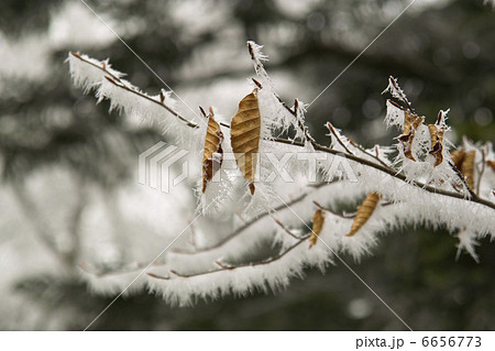 霧氷 霧氷 6656773