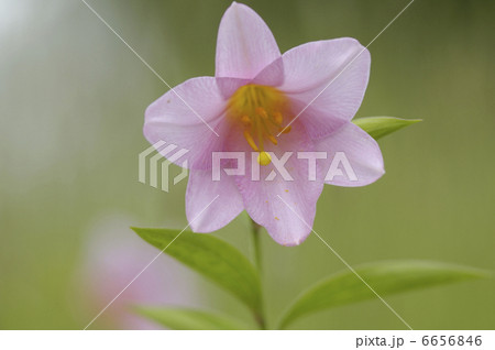 ヒメサユリ 6656846