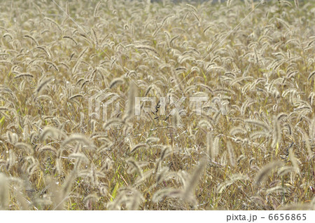 エノコログサ エノコログサ 6656865