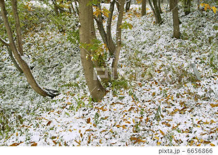 雪の中の落ち葉 6656866