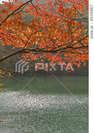 サクラの紅葉 6656867