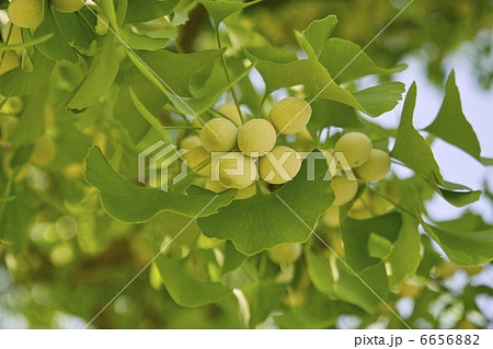 銀杏 銀杏 6656882