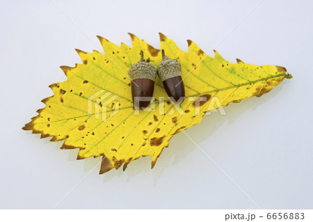 どんぐり 6656883