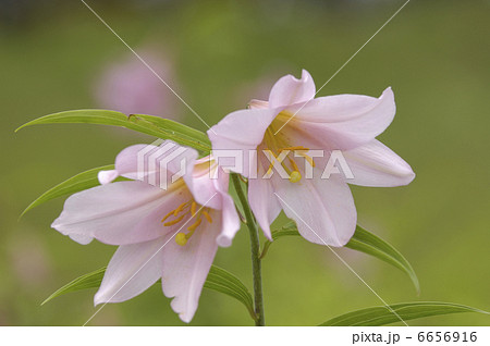 ヒメサユリ 6656916