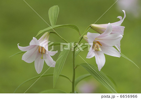 ヒメサユリ ヒメサユリ 6656966