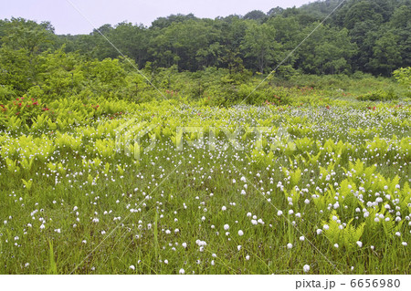 ワタスゲ 6656980