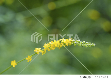 キンミズヒキ キンミズヒキ 6656983