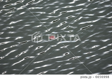 水面の落葉 6656998