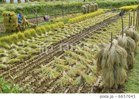 稲干し 6657045
