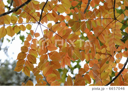 ウルシの紅葉 6657046
