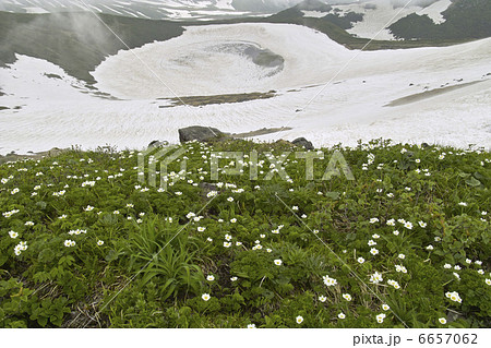 ハクサンイチゲ 6657062