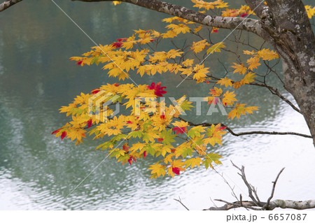 カエデの紅葉 6657087
