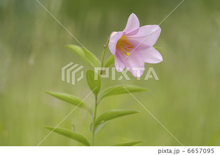 ヒメサユリ ヒメサユリ 6657095