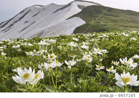 ハクサンイチゲ 6657105