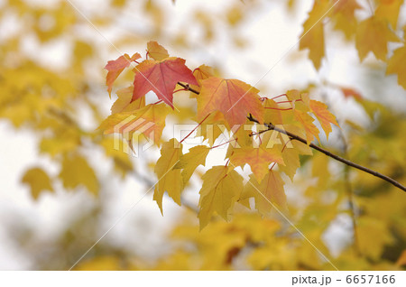 カエデの紅葉 6657166