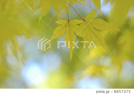 カエデ カエデ 6657375